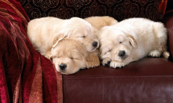 puppy golden retriever