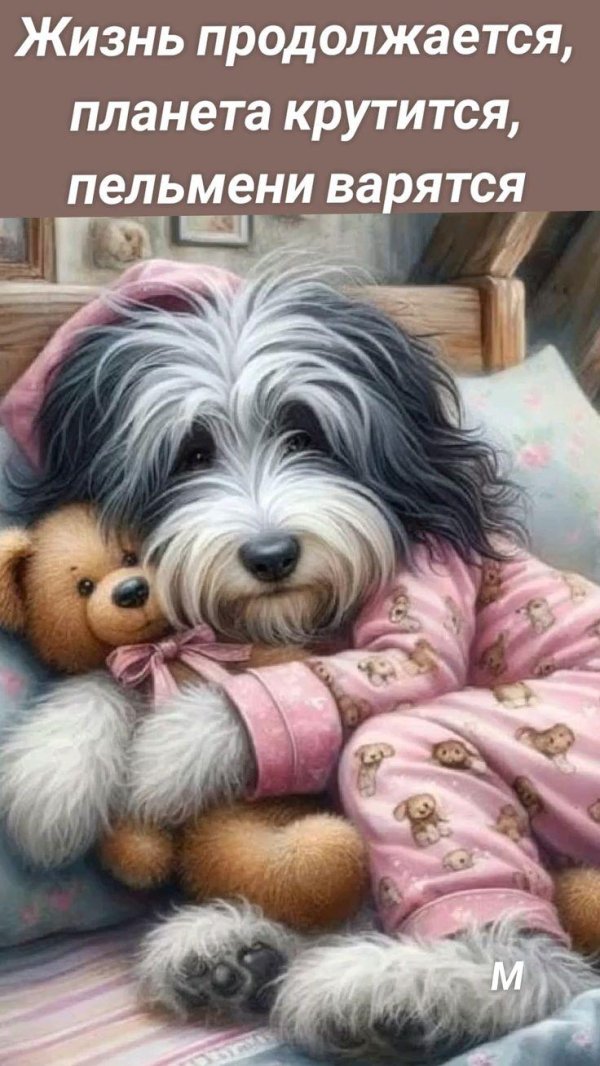 животные собачка