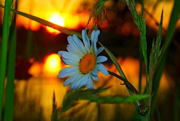 ромашка на закате
