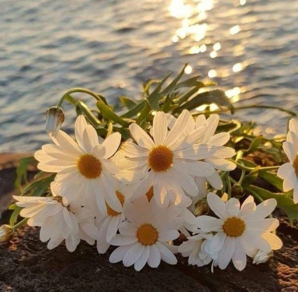 море ромашек