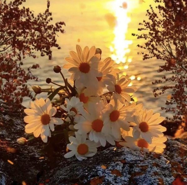 солнце и цветы