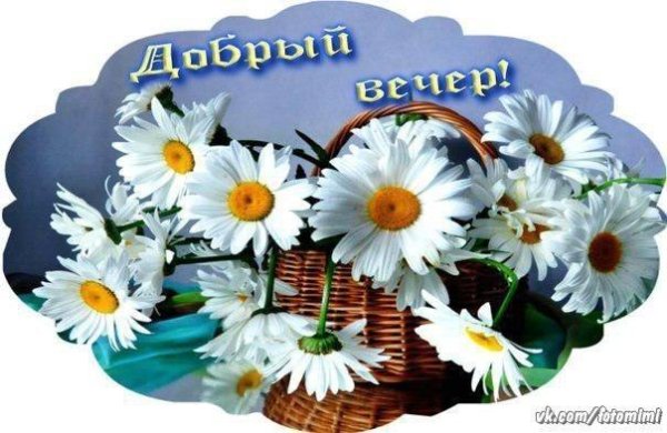 ромашки вдохновение