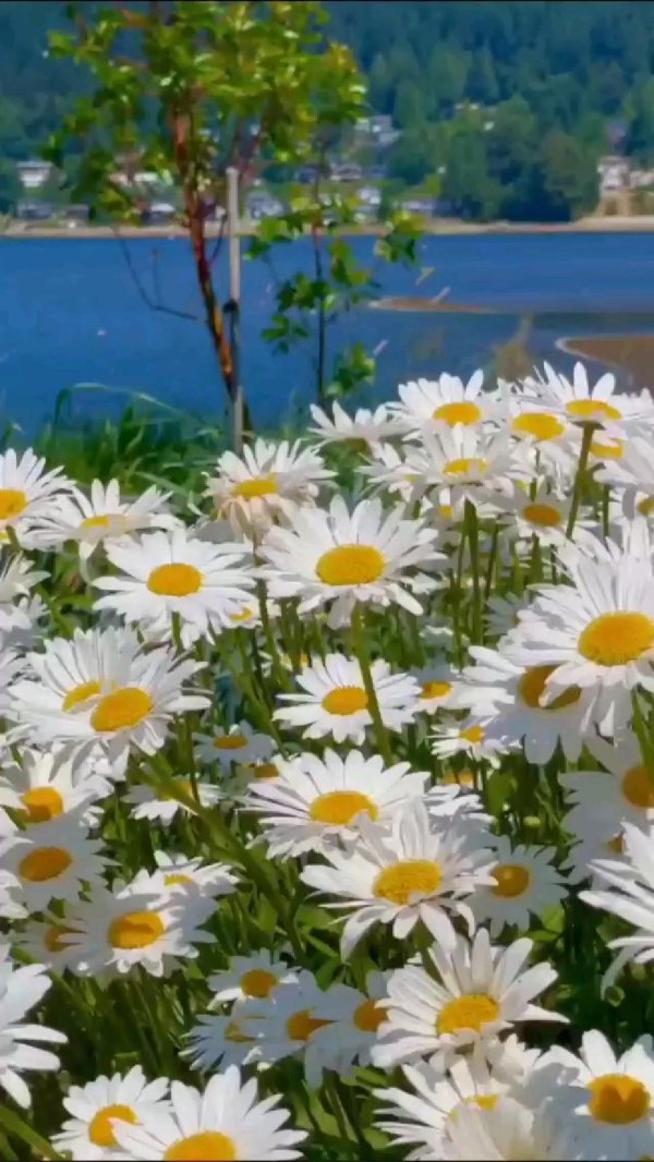 ромашка нивяник