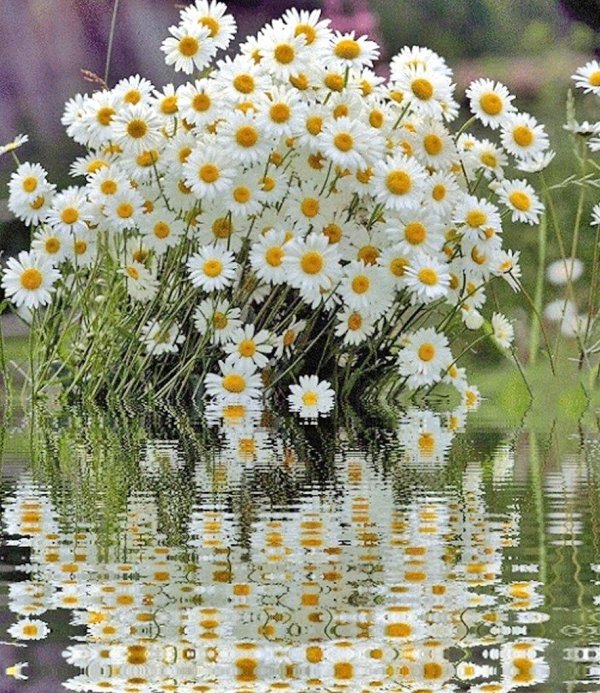 ромашка цветки