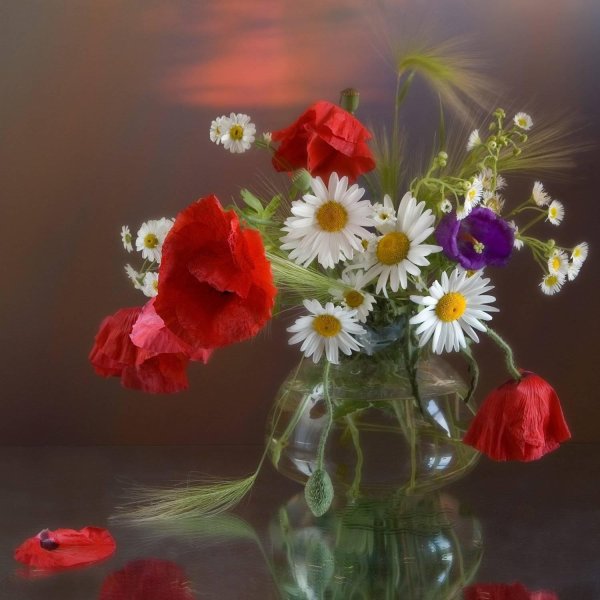 полевой цветок