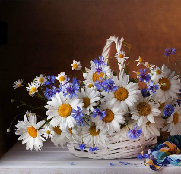 васильки и ромашки