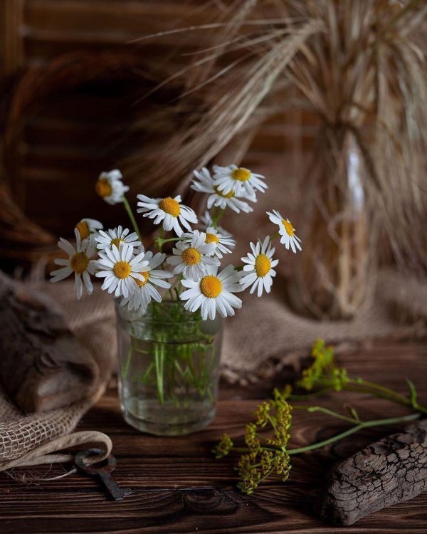 ромашка в вазе