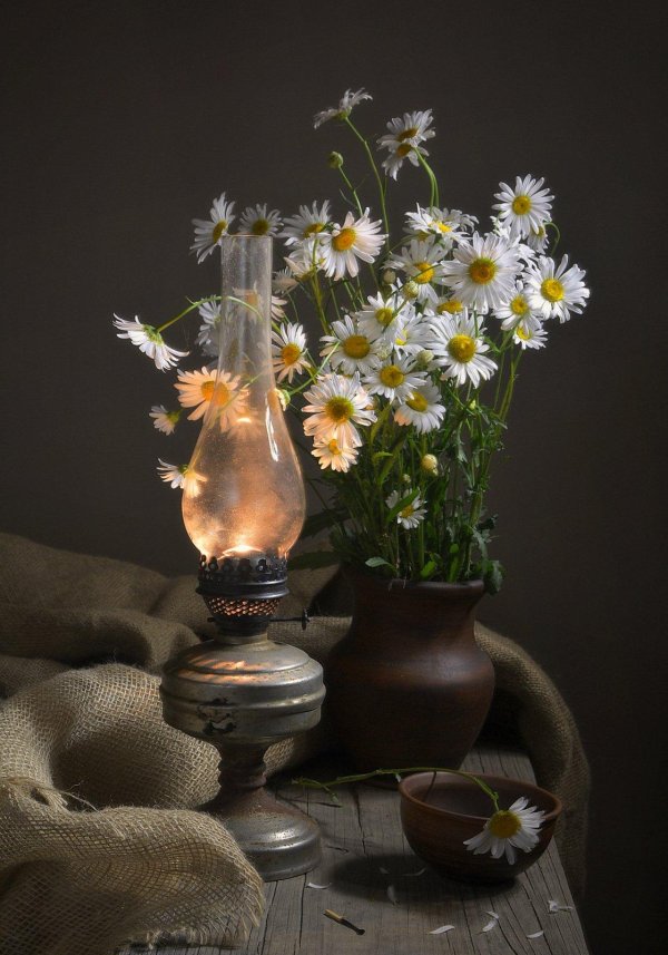 ромашки натюрморт