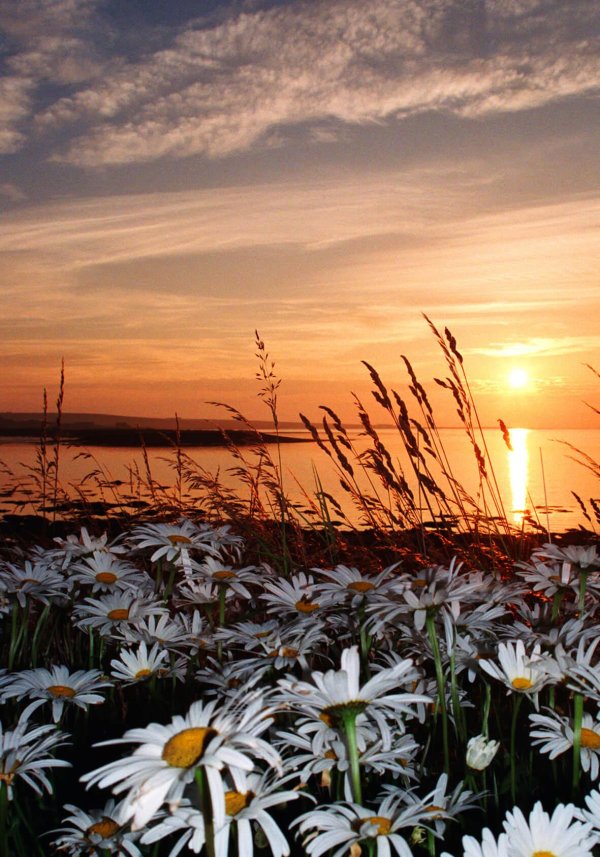 летнего вечера