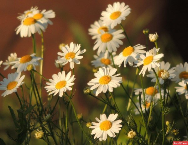 ромашка полевая