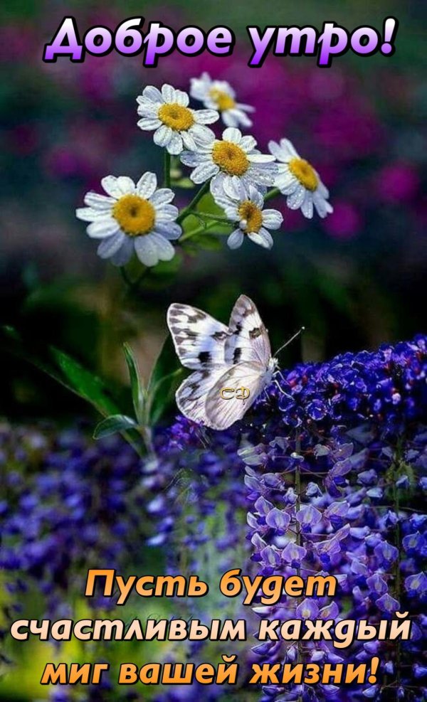 цветок бабочка