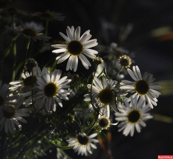 красивая ромашка