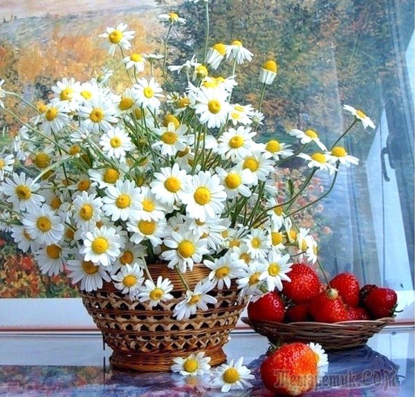 бузин ромашки