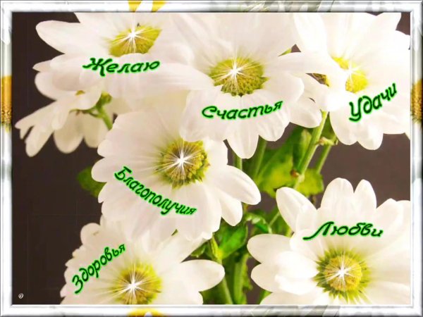 хризантемы белая