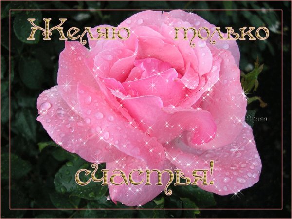 розовая роза