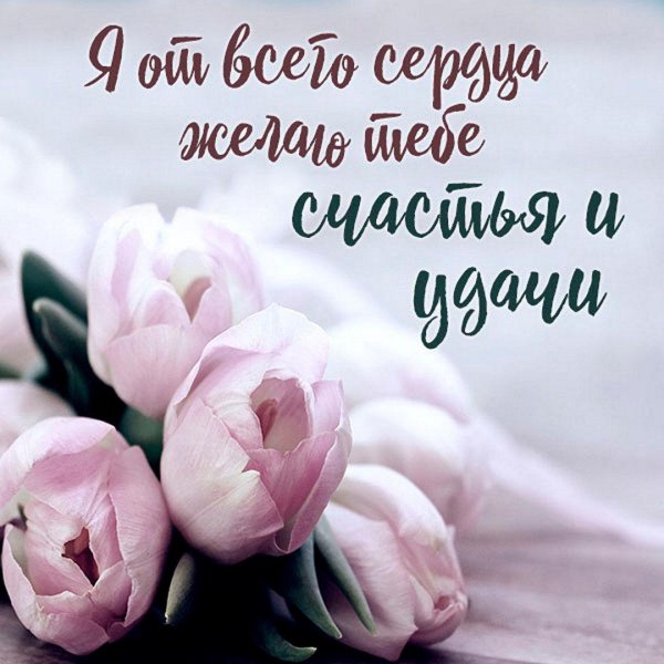 нежные тюльпаны