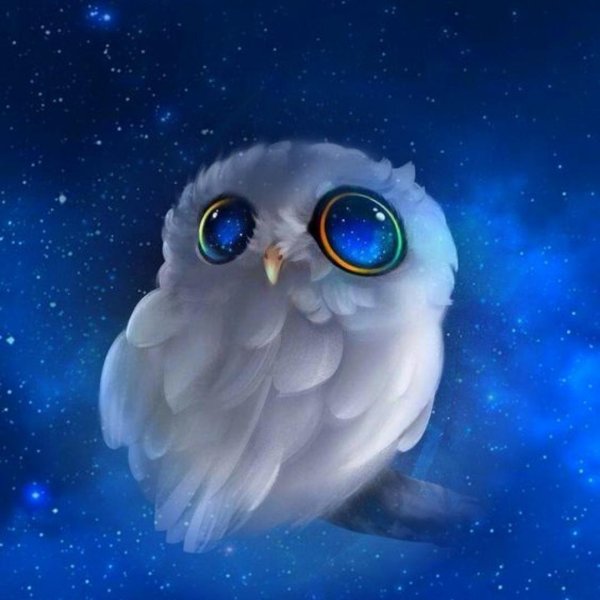 милый совенок