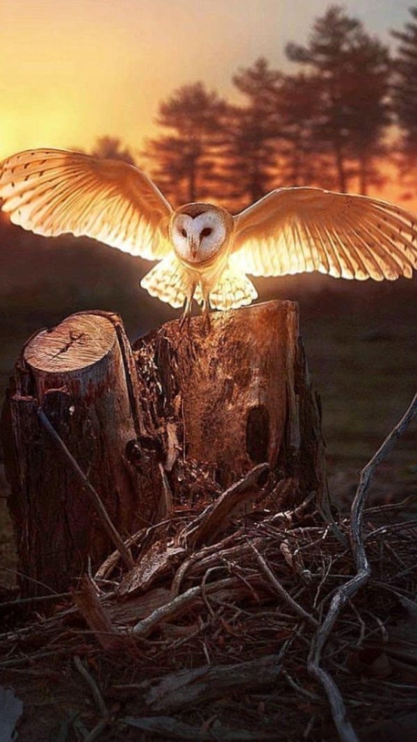 обыкновенная сипуха