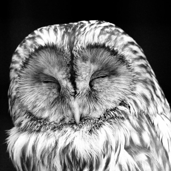 неясыть обыкновенная