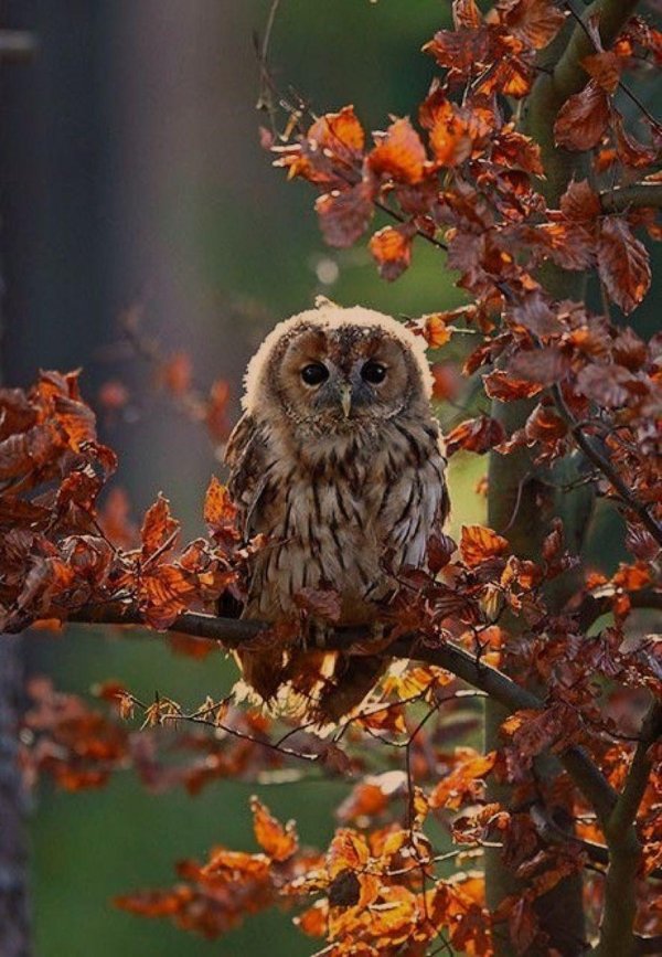 неясыть обыкновенная