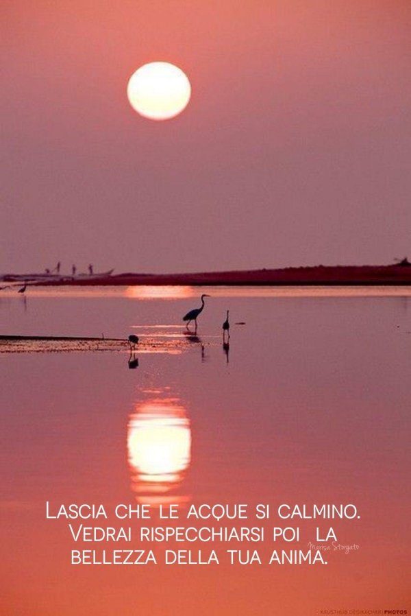 фламинго дельта эбро