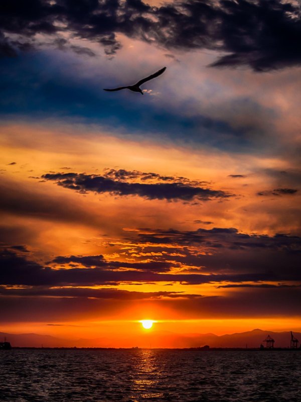 птицы морей