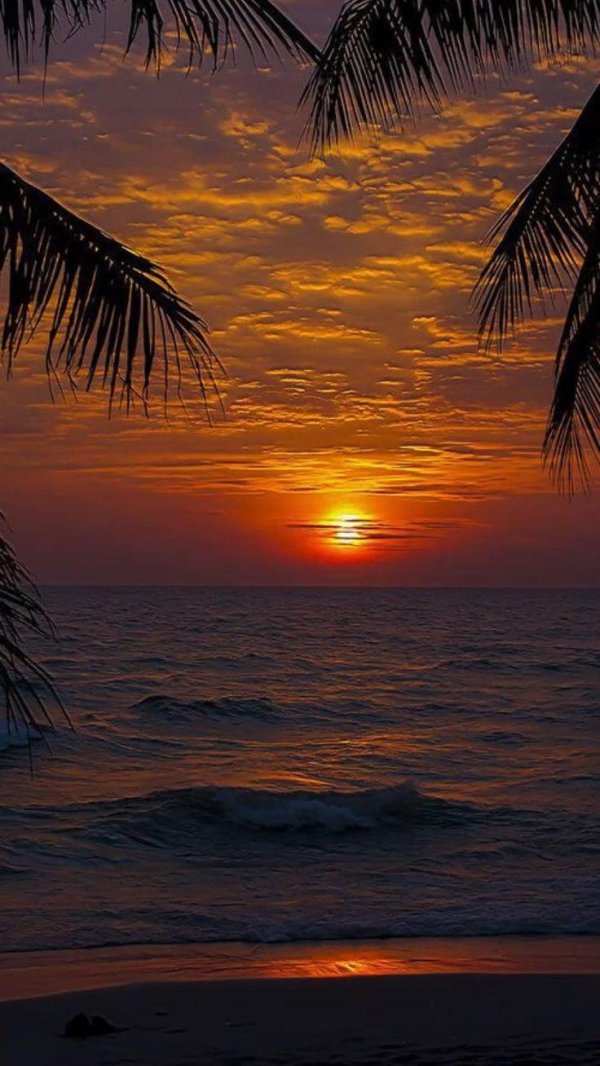 пальма на закате