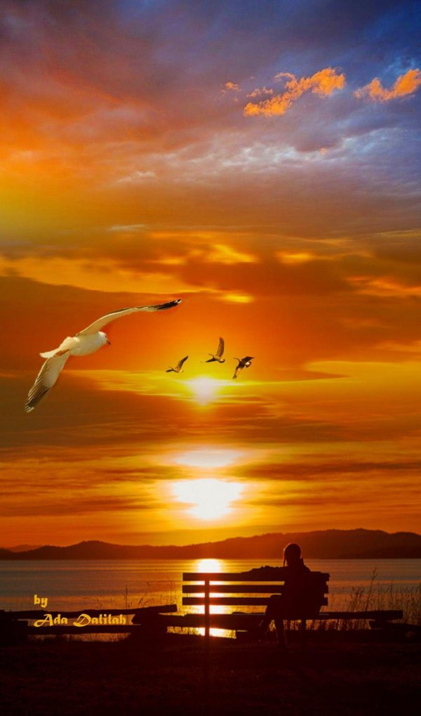 полет птицы в лучах солнца