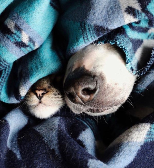 спят животные