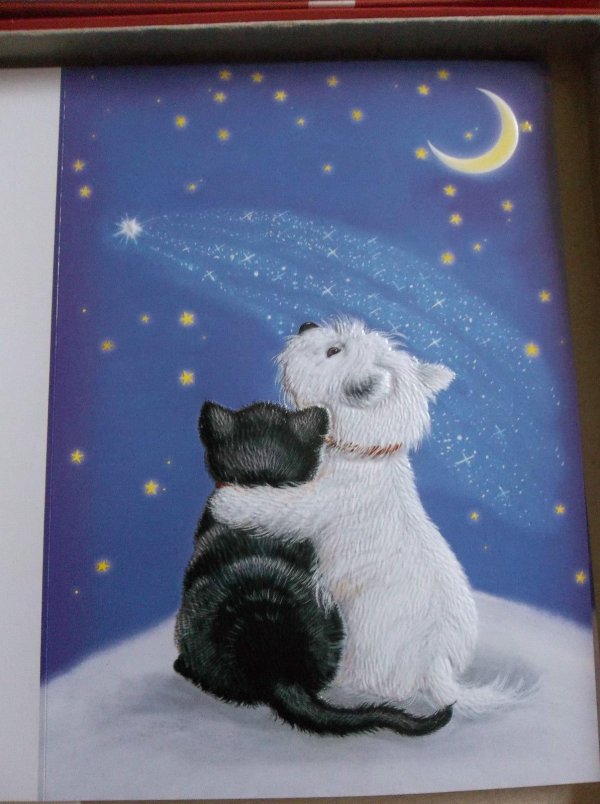 влюбленные коты