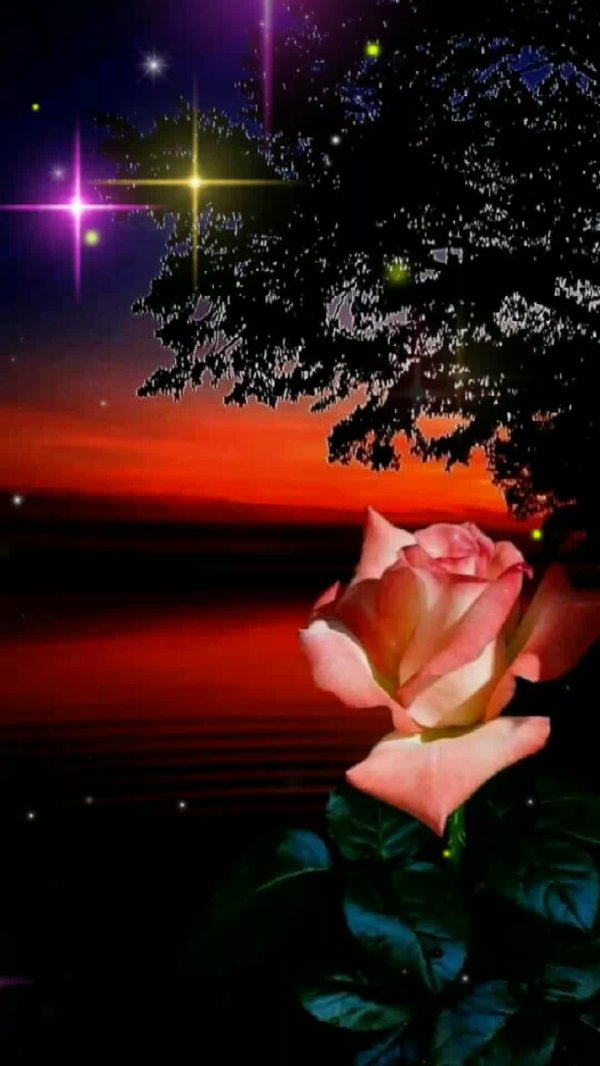 ночной цветок