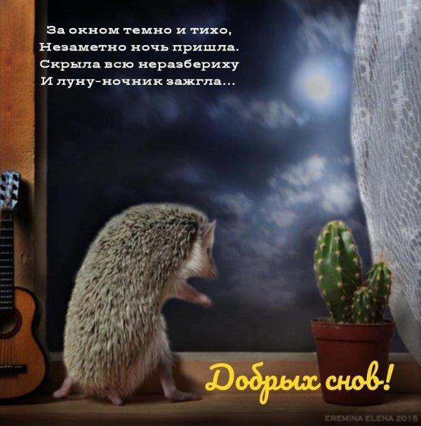 очаровательный ежик