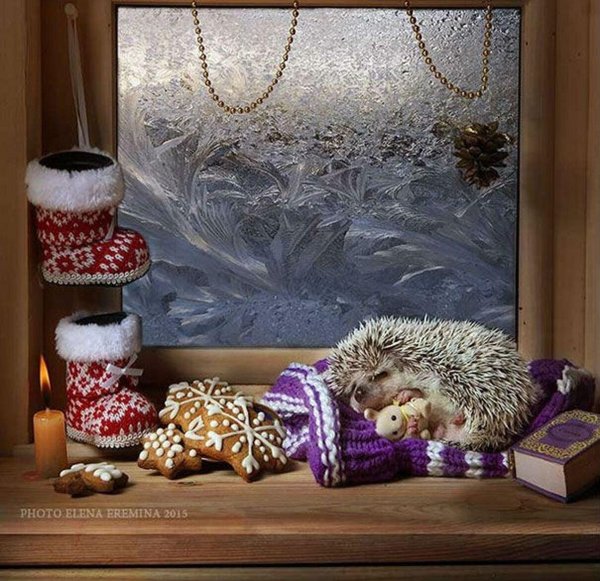 ёжики елены ерёминой