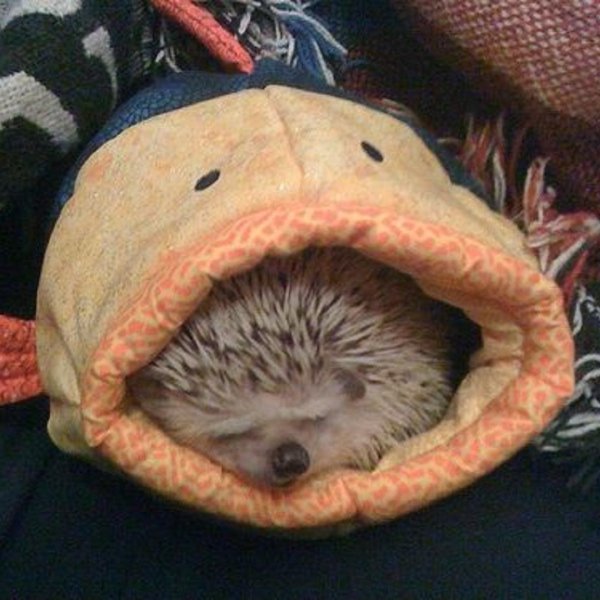 домик для африканского ежика