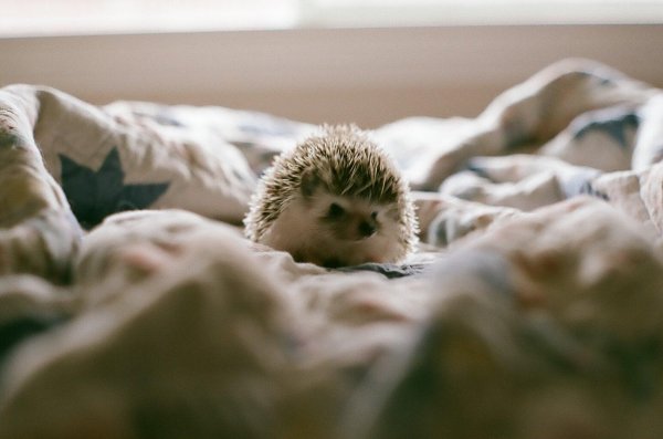 маленькие ежики