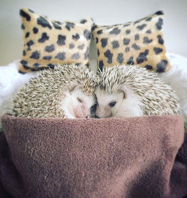 спящие ежики