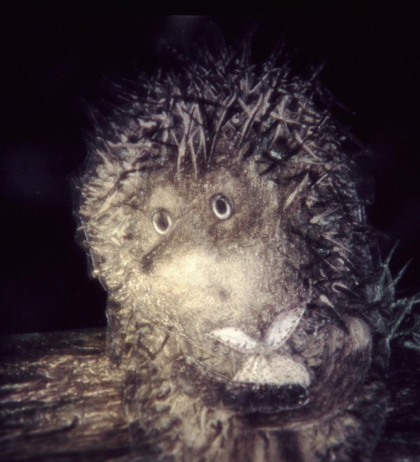 ёжик в тумане юрия норштейна