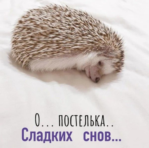 спящий еж