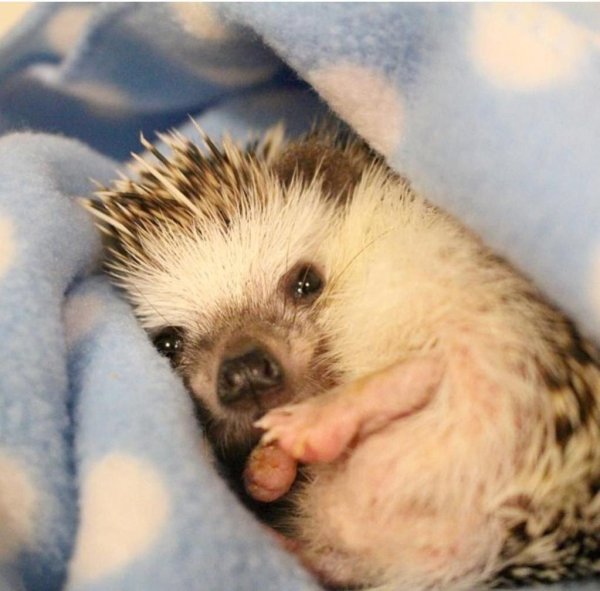 еж с ежатами