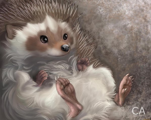 милые ёжики