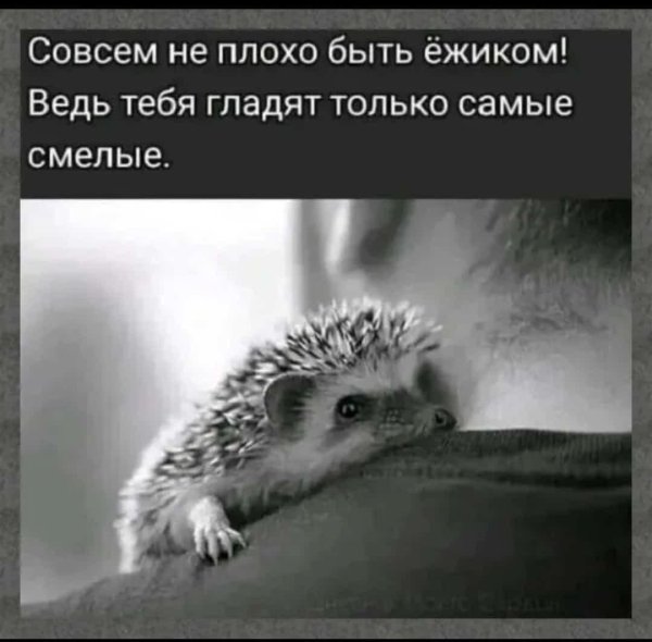 ежики смешные