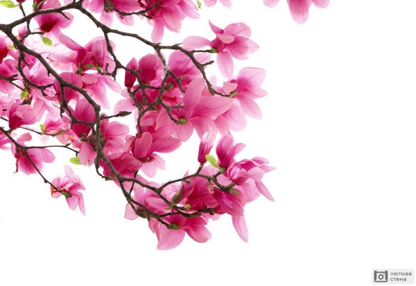 магнолия ветка