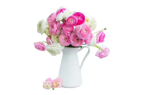 ранункулюс лютик вайт