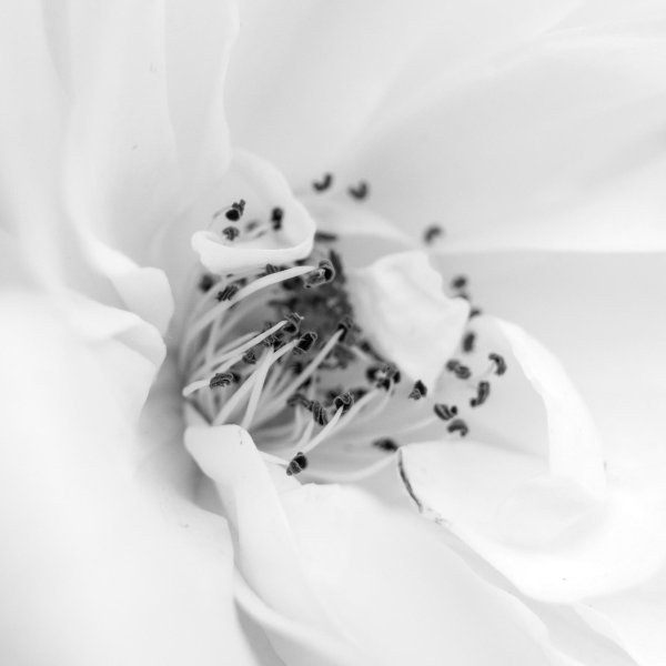 цветки шиповника