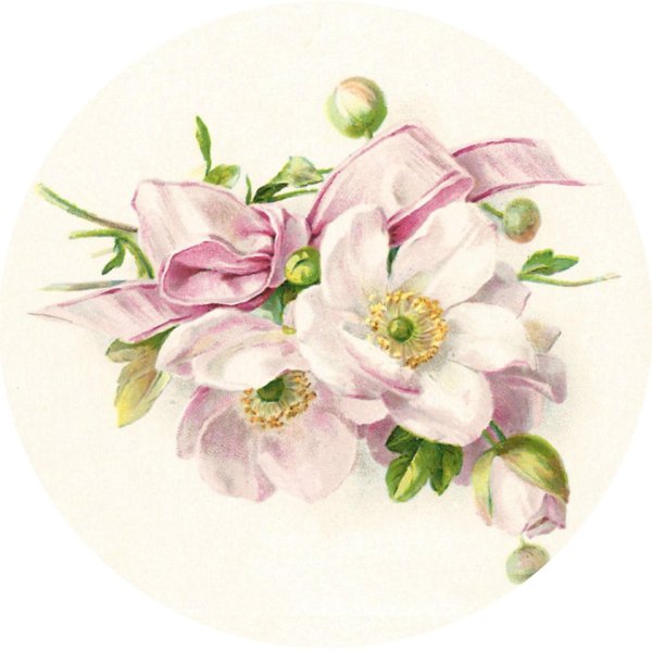 иллюстрации цветов