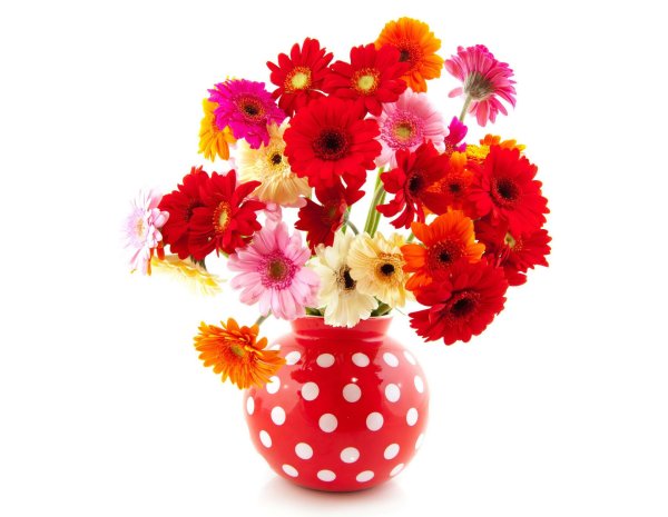 монобукет  герберы