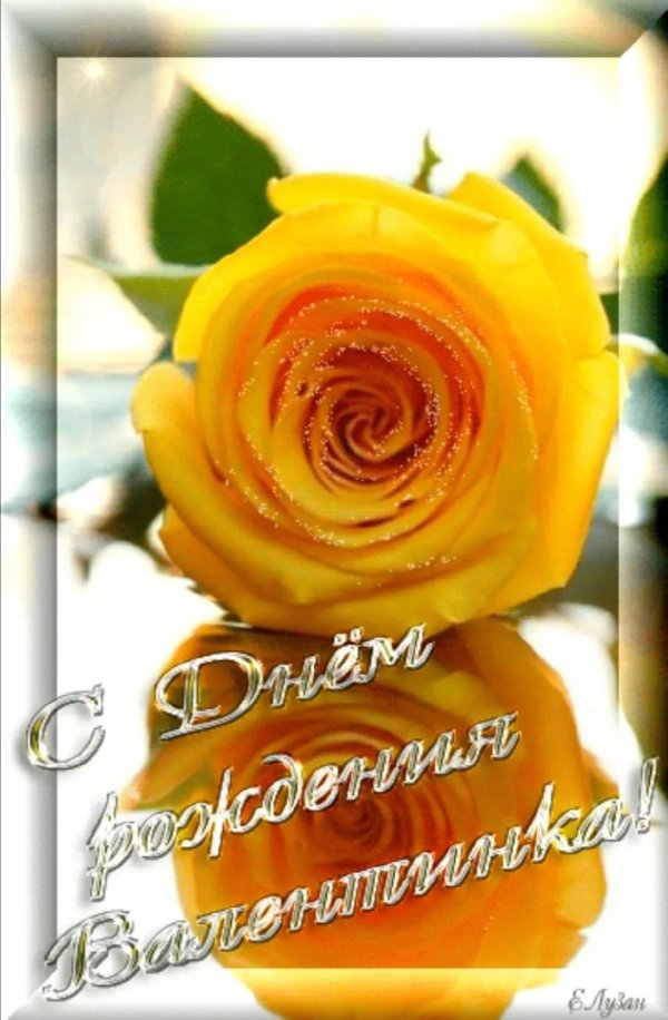 роза желтая