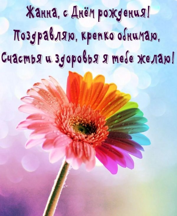 гербера дейзи