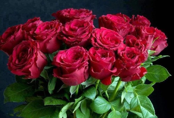 роза ред квин