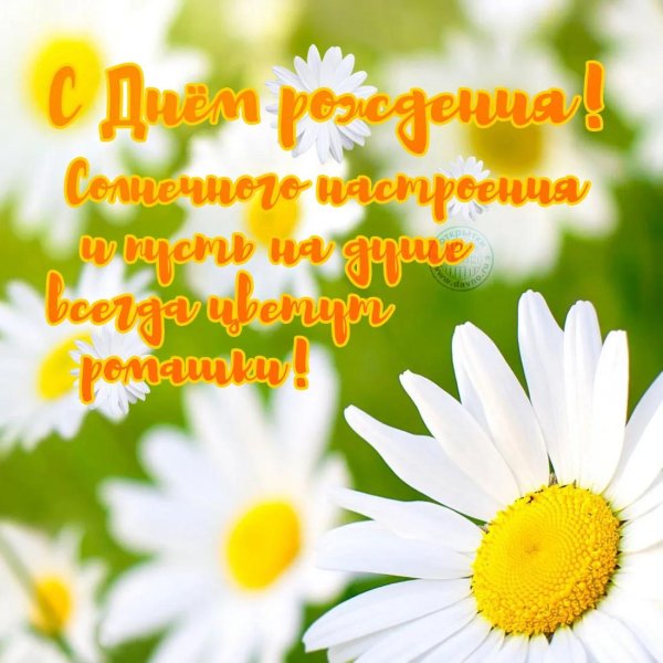 с ромашками